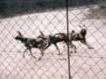 Wilddog. Zn nkdo esk nzev? Jinak si je prohldnte podn, na fotkch z Krugerova parku u tak velc nejsou. 